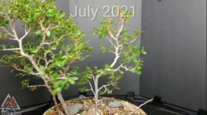 Siberian Elm Bonsai - air layer & new forest of cuttings