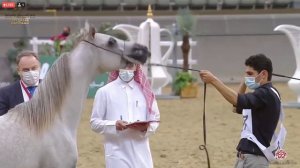 N 287 WAFI ALSHEREEF   23rd Qatar National Arabian Horse Show   Yearling Colts Class 6B