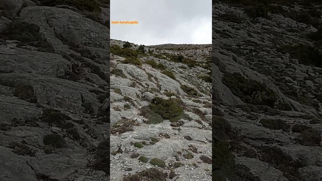 Pointer... κουτάβια-βουνο .... смотреть онлайн