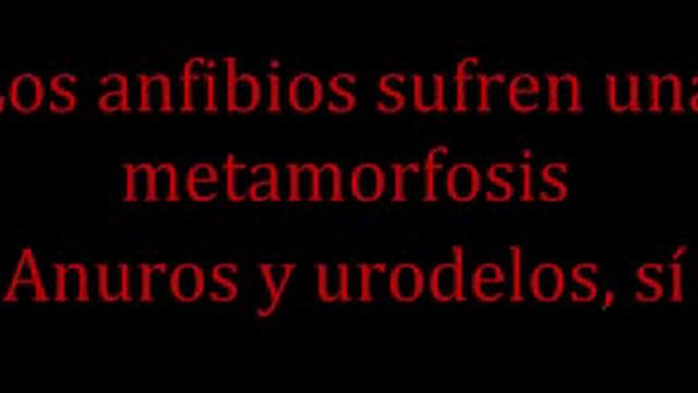 ALFONSO COTTA ANIMALS  SONG