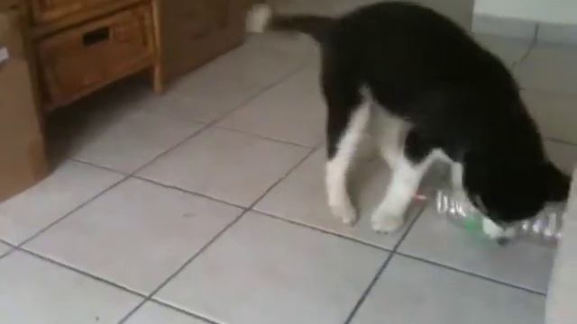 Husky Sib Ruska 5 смотреть онлайн