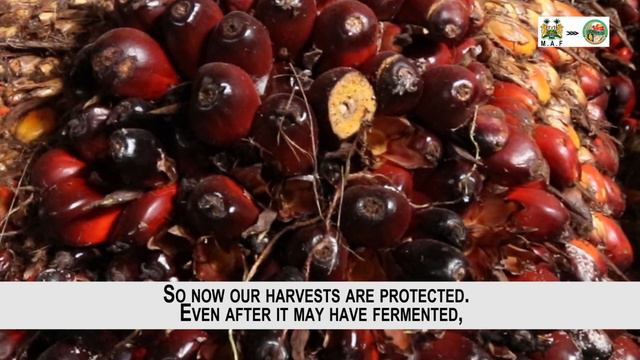 Madam Cecilia KEM Organisation Bo District_SCADeP Sierra Leone Impact Documentary смотреть онлайн