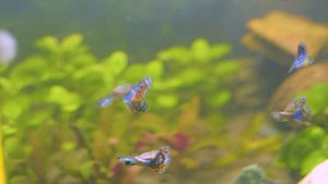 рыбки гуппи #shorts