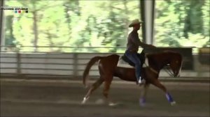 EG HORSES - Zago Spanish in vendita - Quarter Horse