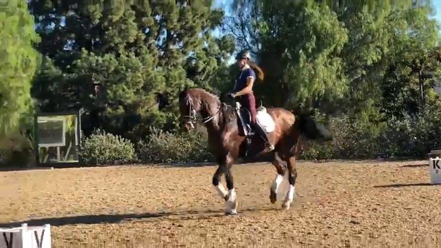 Pio Piaffe and Passage Lars Petersen Clinic смотреть онлайн