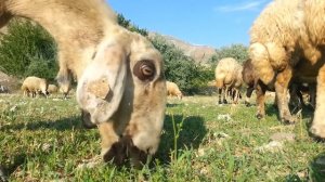 Farm animals for kids - Vocabulary for kids __ Learn English