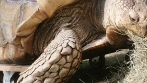 Шпороносная черепаха - третья по величине и миролюбивая рептилия.