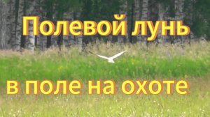 Полевой лунь самец и самка охотятся в поле. Семейство ястребиных. Птицы Новосибирской области.