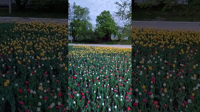 Тюльпаны на улицах Белгорода. Tulips on the streets of Belgorod  #белгород #цветы #belgorod #flowers