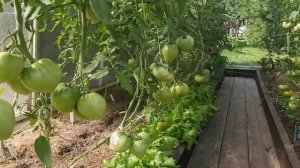 Сколько  томатов  я сажаю в теплице. Расположение  грядок