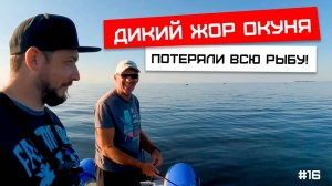 Дикий жор окуня, потеряли всю рыбу!