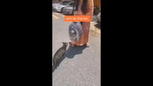 Приколы с котами! Смешные коты! С ОЗВУЧКОЙ! Самые смешные животные! РЖАКА!