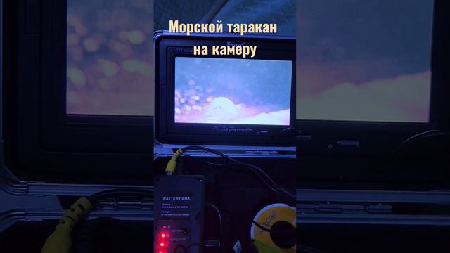 Морской таракан в объективе подводной видеокамеры. #зимняярыбалка #морскойтаракан #финскийзалив