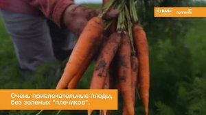 Морковь Брилианс F1