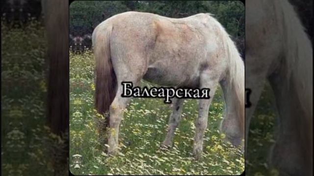 А какие вы знаете породы на букве Б? смотреть онлайн