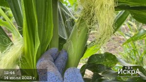 Сладкая кукуруза Роузи биколорная (Вильморин)