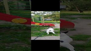 собака убийца