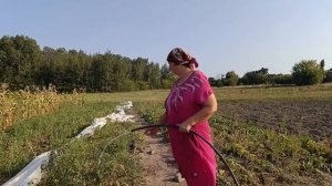 перерабатываем помидоры. Заливаем опорную стену. Прошу помощи в пристрое рыжей лисички.