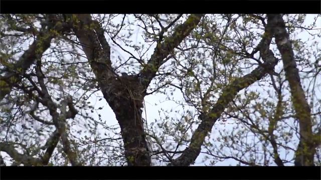 Sumargestur (Ásgeir cover) смотреть онлайн