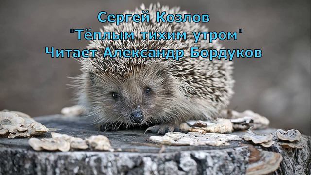 Сказки С. Козлова. Тёплым тихим утром ...