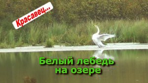 Белый лебедь на озере