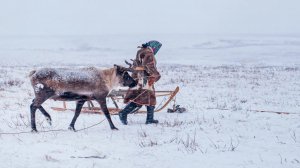 Как оленеводы ориентируются в тундре | Факты