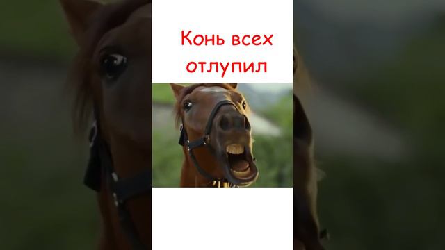 Кунг-фу жеребец 🐎  #shots #фильм #комедия #кино #джекичан #online #лошади  #ksufilm #драка