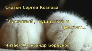 Сказки С. Козлова.  Ласковый, пушистый и прыгает...
