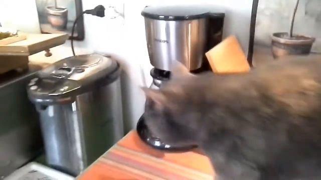 КОТОКАФЕ 
в таких кафе можно выбрать и забрать кошку домой