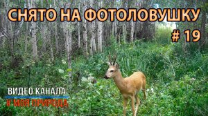 Фотоловушка. 2 недели в березовом околке-