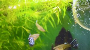 Самки гуппи