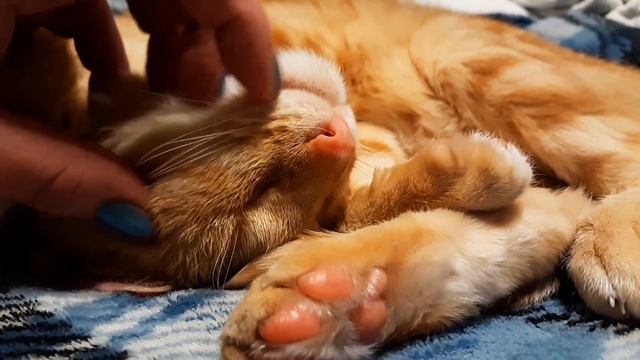 ASMR Sabertooth Tiger on Our Bed