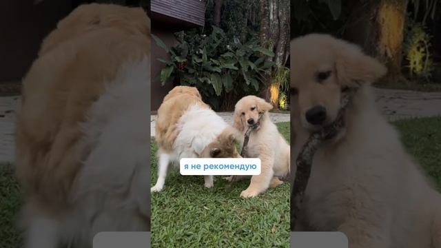 Первая прогулка щенка: как подготовиться?🐕 Полное видео уже на канале! смотреть онлайн