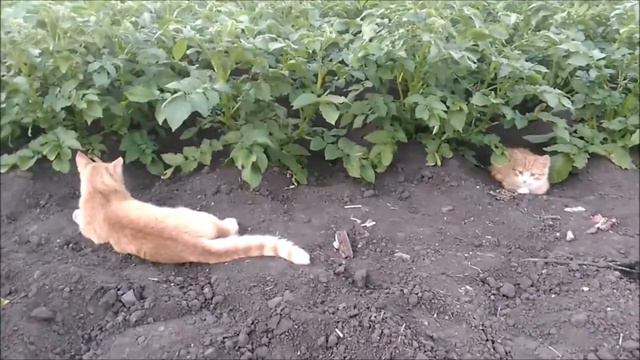 Котенок и кот. Встреча братьев