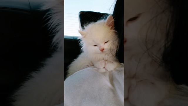Боня#британки#бритиш#британскаякошка