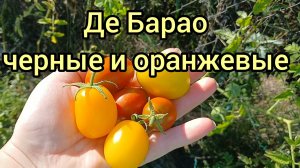 Де Барао. Интересный, вкусный и очень устойчивый к болезням томат. Видео от семечки до урожая.