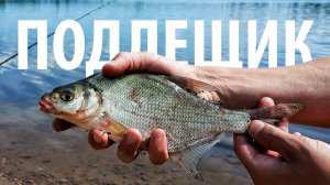 Утренний клёв не даёт покоя! Рыбалка на Рузе. Ловля подлещика на Рузском водохранилище.