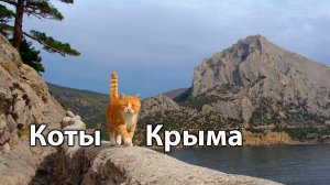 КРЫМСКИЕ КОТЫ № 1