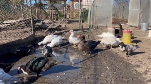 О мускусных утках отвечаю на ваши вопросы