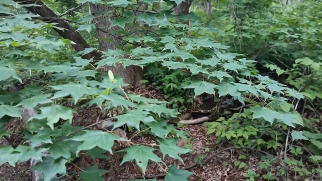 85 лет Приморскому краю. Выпуск 1. Приморье.