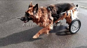 Коляска Animal Mobile для возрастной собаки (1)