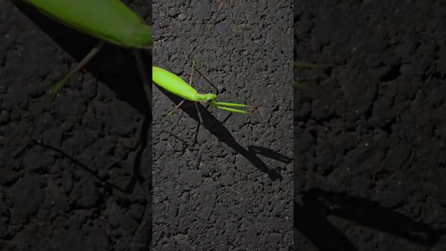 Богомол, хищное насекомое, встретился на улице Белгорода. Mantis, predatory insect, Belgorod #mantis