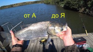 Толстолобик от подготовки к рыбалке до балыка