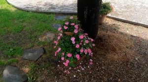 Сравниваю петунию и бальзамин, мои любимые цветы на дачном участке