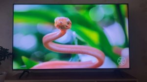 Телевизор Hisense 55E7NQ PRO качество картинки при просмотре