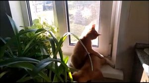 Котята ловят муху и играют