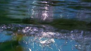 Это Пантанал - самые обширные болота в мире.