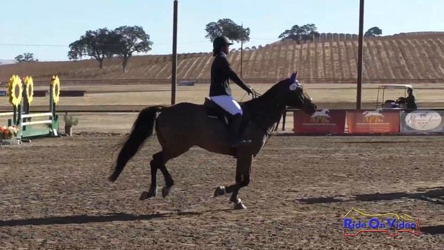 161S Amanda Pezzuto on Hennessy SR Novice Show Jumping Twin Rivers Ranch Nov. 2020 смотреть онлайн
