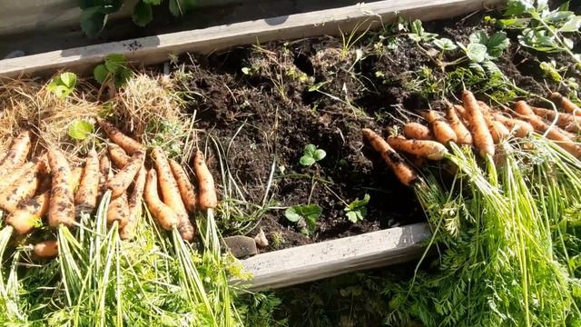 Убираю морковь.  Малина,  когда буду пригибать на  зиму