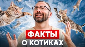 12 кошачьих фактов, о которых вы и не догадывались!